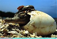 Fauna & Flora: cute baby pet animal