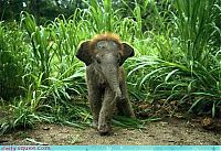 Fauna & Flora: cute baby pet animal