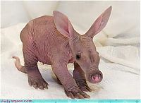 Fauna & Flora: cute baby pet animal