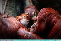 Fauna & Flora: cute baby pet animal