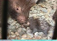 Fauna & Flora: cute baby pet animal