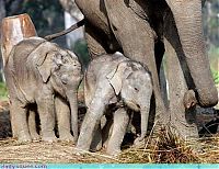 Fauna & Flora: cute baby pet animal