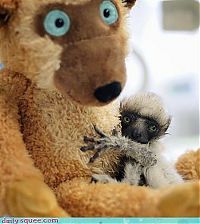 Fauna & Flora: cute baby pet animal