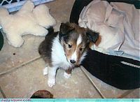 Fauna & Flora: cute baby pet animal