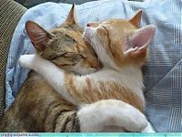 Fauna & Flora: cute baby pet animal