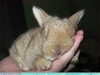 Fauna & Flora: cute baby pet animal