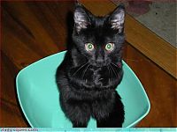 cute baby pet animal