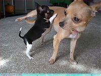 cute baby pet animal