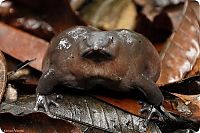Fauna & Flora: rare animals collection