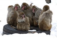 TopRq.com search results: monkeys