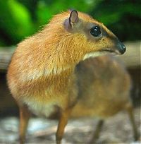 Fauna & Flora: mouse deer