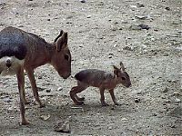 Fauna & Flora: mouse deer