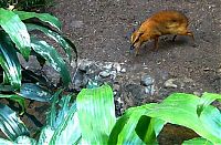 Fauna & Flora: mouse deer