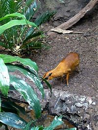 Fauna & Flora: mouse deer