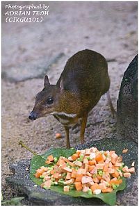 Fauna & Flora: mouse deer