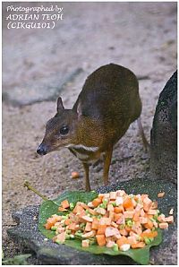 Fauna & Flora: mouse deer
