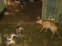 Fauna & Flora: mouse deer