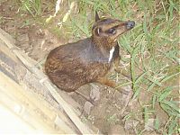 Fauna & Flora: mouse deer