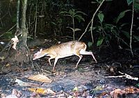 Fauna & Flora: mouse deer