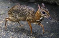 Fauna & Flora: mouse deer