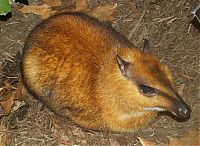 Fauna & Flora: mouse deer