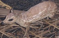 Fauna & Flora: mouse deer