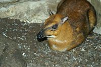 Fauna & Flora: mouse deer