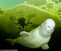 TopRq.com search results: beluga whale