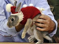 Fauna & Flora: rabbit fashion