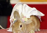 Fauna & Flora: rabbit fashion