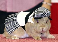 Fauna & Flora: rabbit fashion