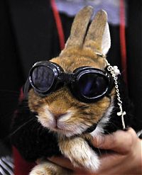 Fauna & Flora: rabbit fashion