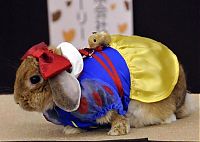 Fauna & Flora: rabbit fashion