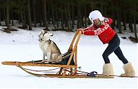 Fauna & Flora: Husky Sled Dog Rally