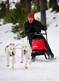 Fauna & Flora: Husky Sled Dog Rally