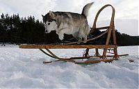 Fauna & Flora: Husky Sled Dog Rally