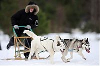 Fauna & Flora: Husky Sled Dog Rally