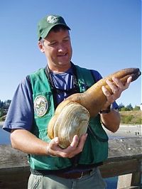 Fauna & Flora: the world's largest clam, geoduck, panopea abrupta, panopea generosa