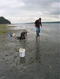 Fauna & Flora: the world's largest clam, geoduck, panopea abrupta, panopea generosa