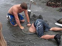 Fauna & Flora: the world's largest clam, geoduck, panopea abrupta, panopea generosa