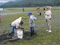 Fauna & Flora: the world's largest clam, geoduck, panopea abrupta, panopea generosa