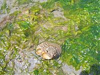Fauna & Flora: the world's largest clam, geoduck, panopea abrupta, panopea generosa