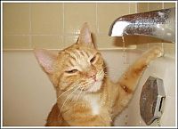 TopRq.com search results: cute baby pet animal with water