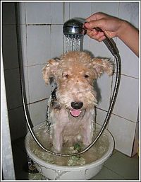 TopRq.com search results: cute baby pet animal with water