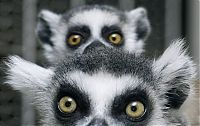 TopRq.com search results: Funny animals by MSNBC