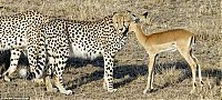TopRq.com search results: Antelope cub was lucky, cheetahs were not hungry