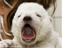 Fauna & Flora: very young polar bear