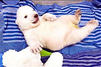Fauna & Flora: very young polar bear