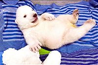 Fauna & Flora: very young polar bear