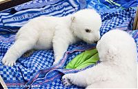 Fauna & Flora: very young polar bear